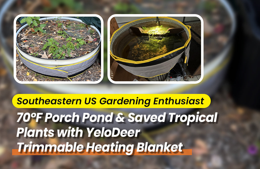 "Active Heating + Passive Insulation" Strategy Saved Tropical Plants and a Porch Pond Through a Hard Freeze
